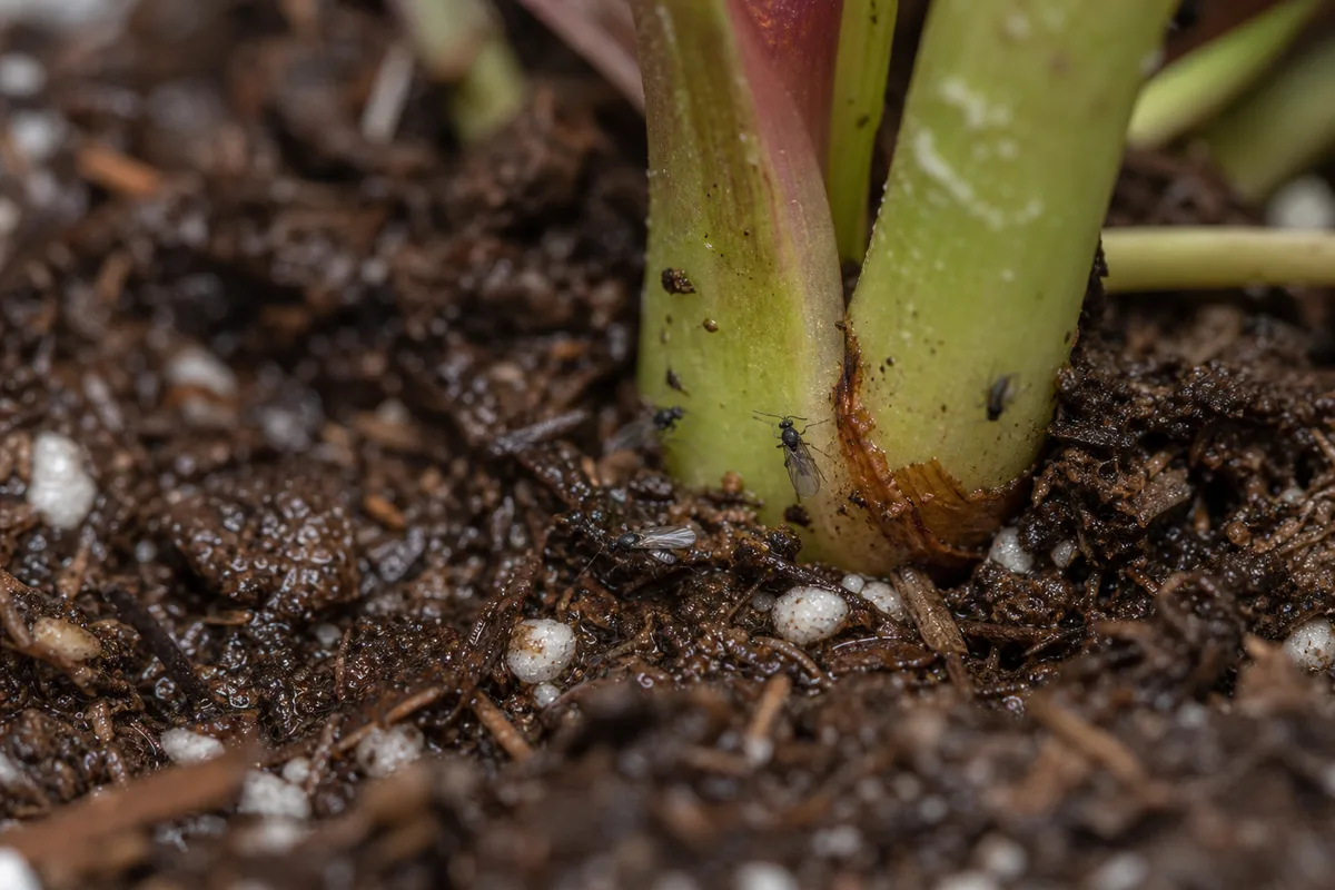 Close-up of Fungus Gnats on Philodendron Gloriosum - diagnostic detail