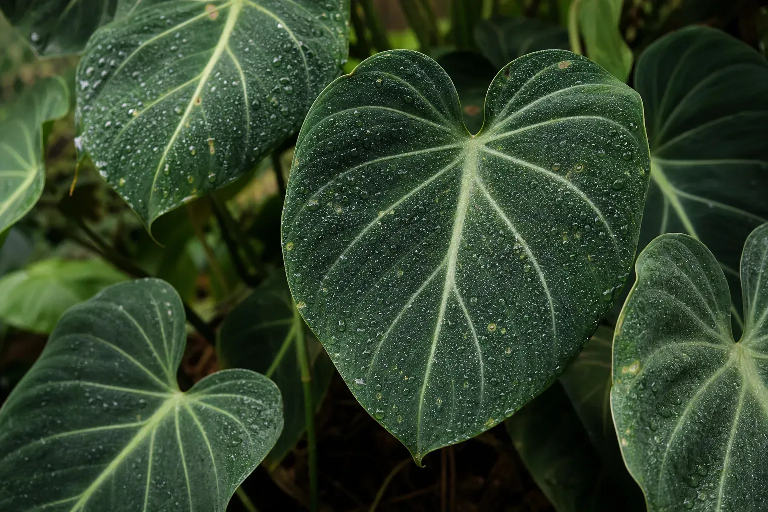 A philodendron showing symptoms associated with persistently high humidity