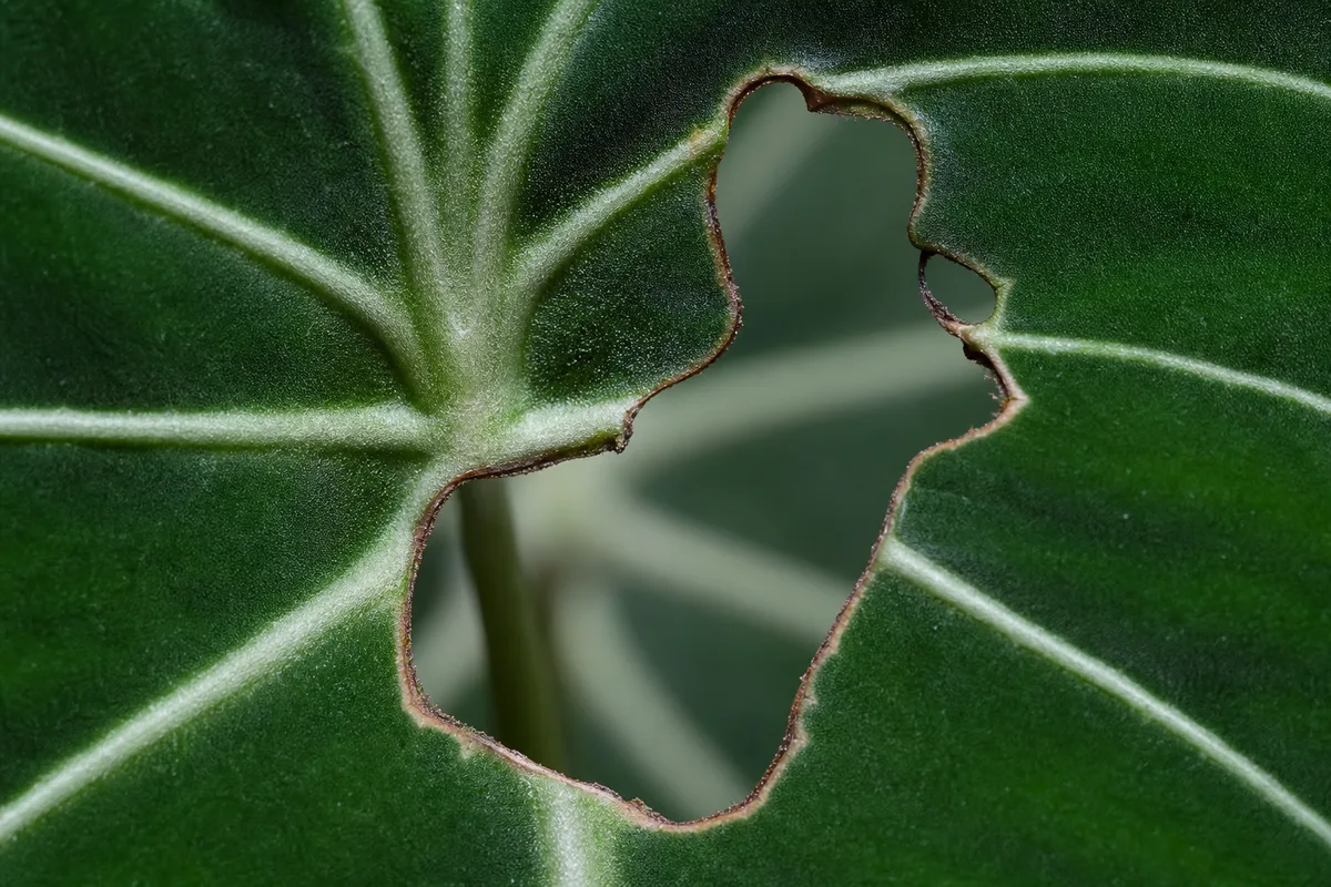 Close-up of Holes in Leaves on Philodendron Gloriosum - diagnostic detail
