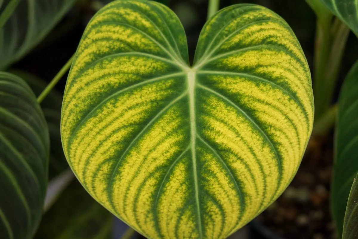 Close-up of Iron Deficiency on Philodendron Gloriosum - diagnostic detail