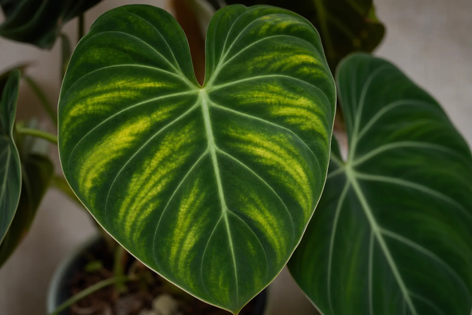 Iron Deficiency on Philodendron Gloriosum - visible symptom on the plant