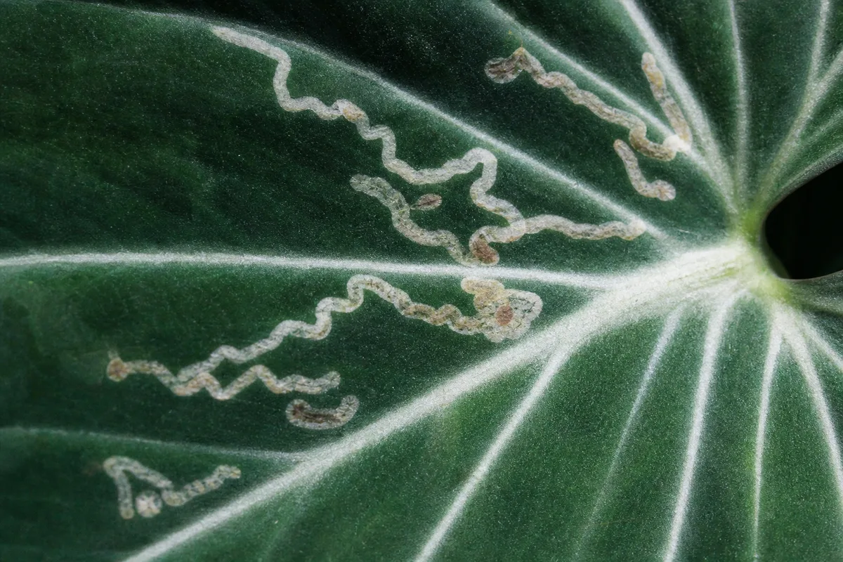 Close-up of Leaf Miners on Philodendron Gloriosum - diagnostic detail