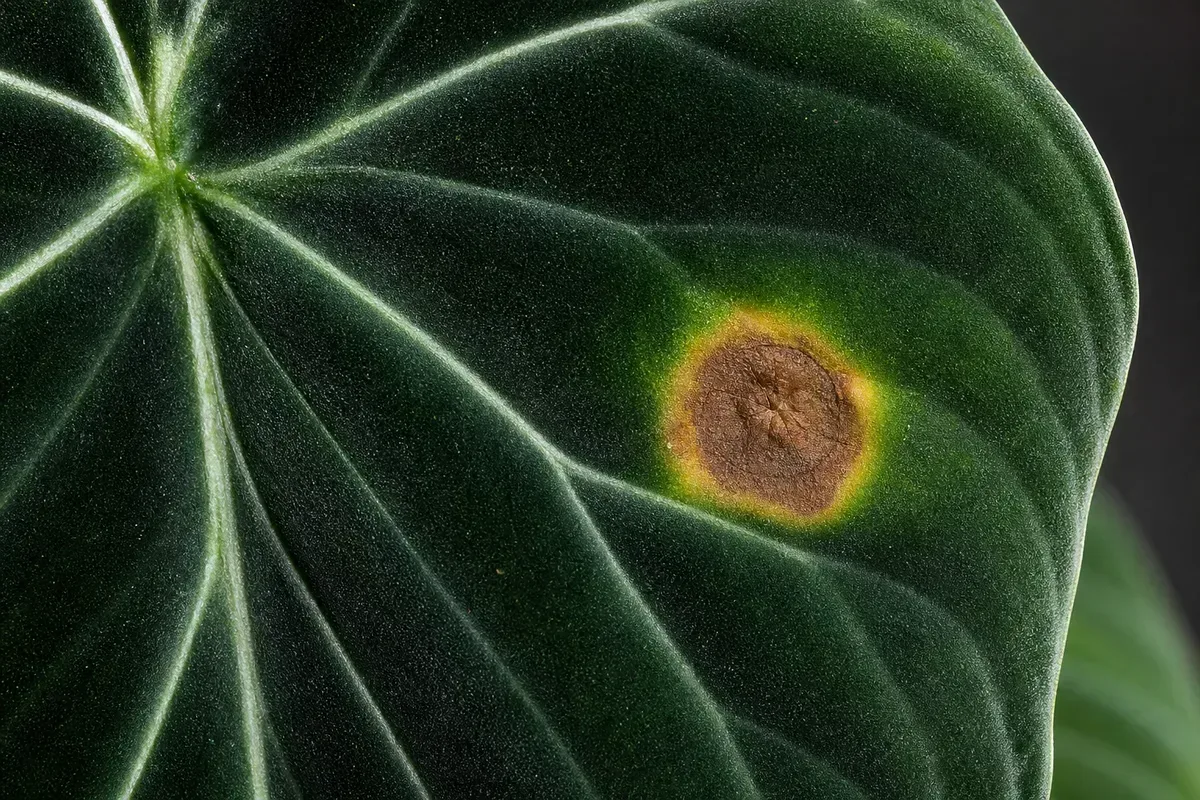 Close-up of Leaf Spot Disease on Philodendron Gloriosum - diagnostic detail