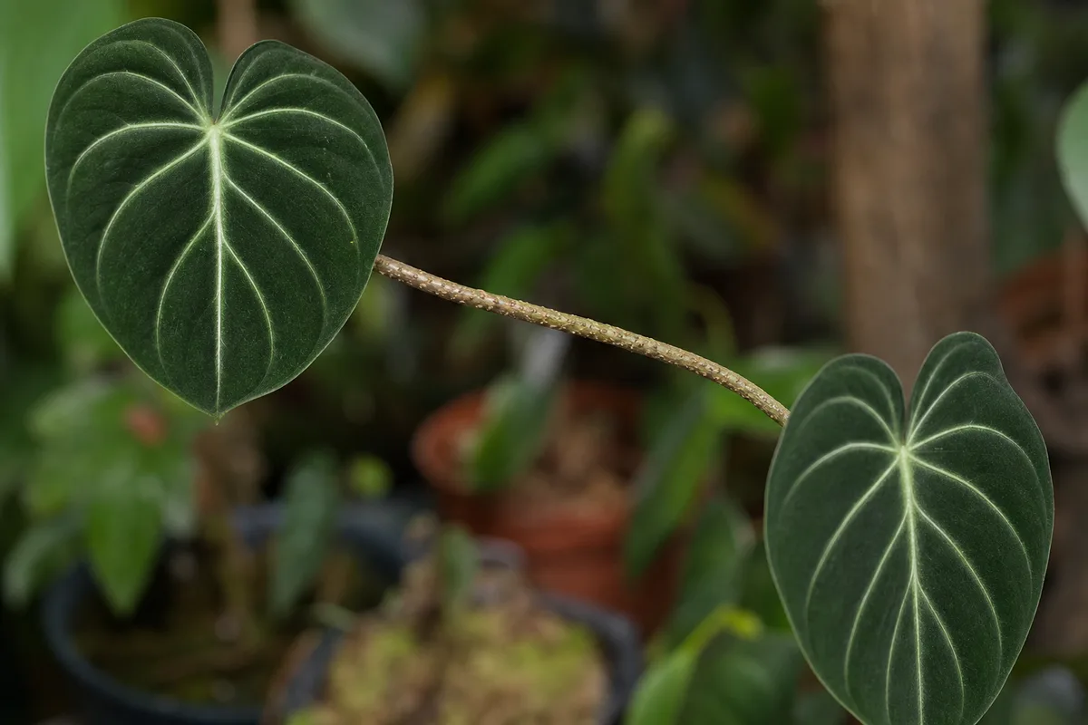 Close-up of Leggy Growth on Philodendron Gloriosum - diagnostic detail