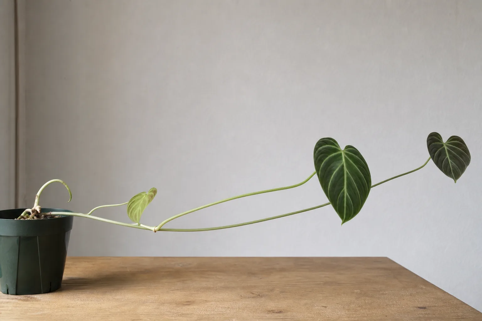 Leggy Growth on Philodendron Gloriosum - visible symptom on the plant