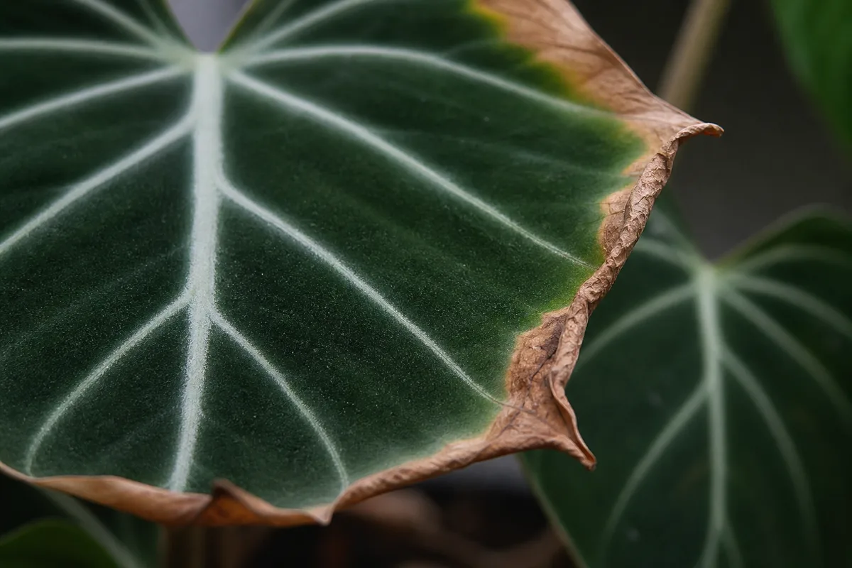 Close-up of Low Humidity on Philodendron Gloriosum - diagnostic detail