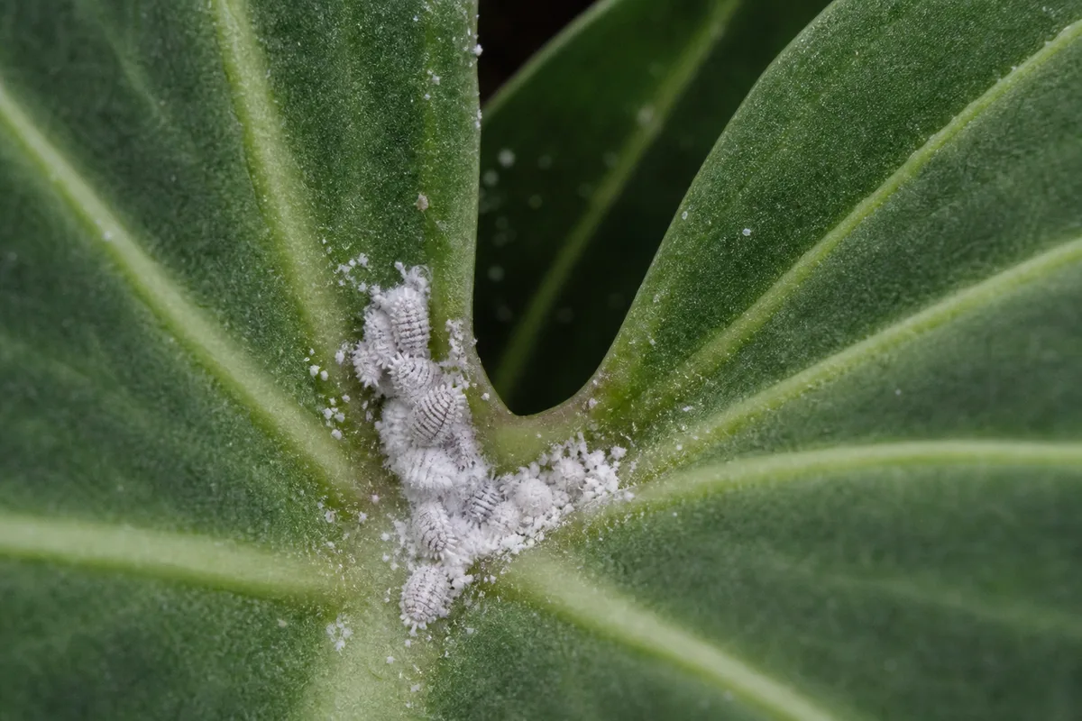 Close-up of Mealybugs on Philodendron Gloriosum - diagnostic detail