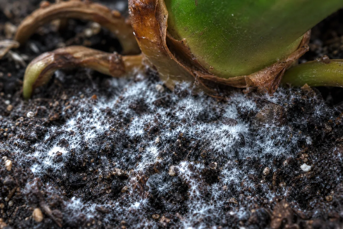 Close-up of Mold on Soil on Philodendron Gloriosum - diagnostic detail
