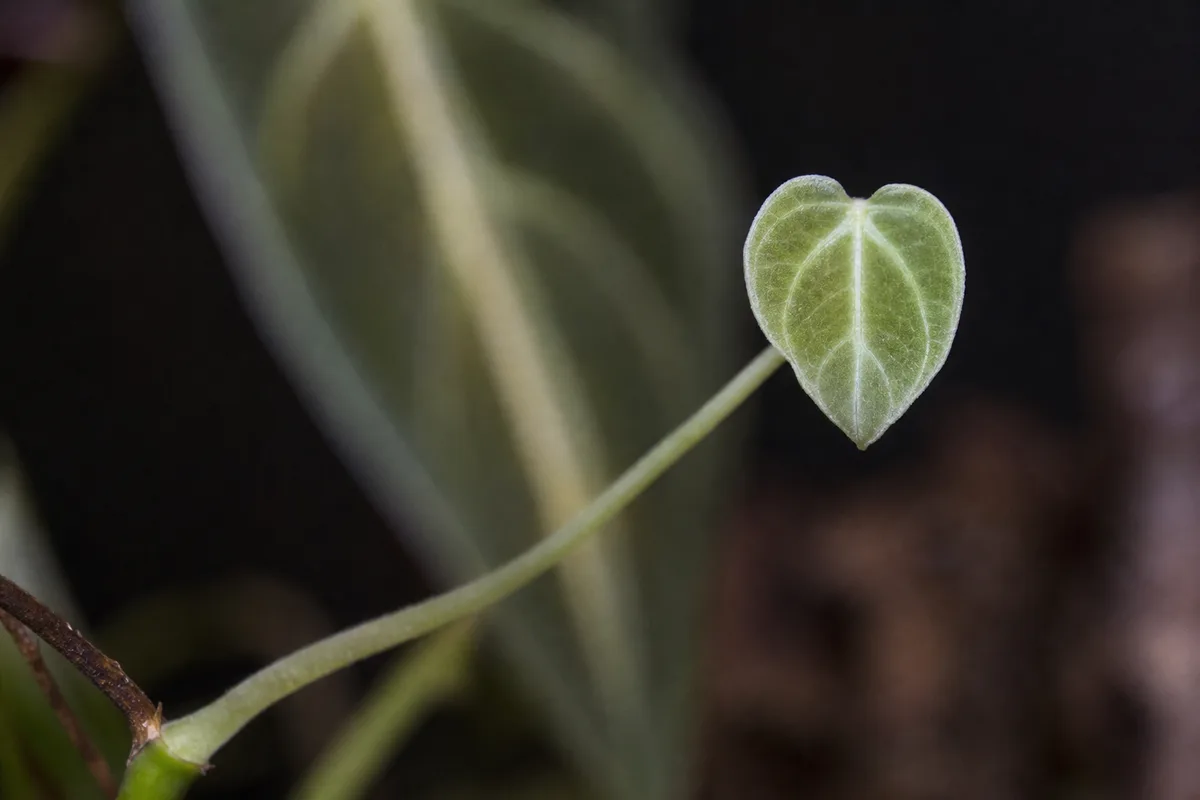 Close-up of Not Enough Light on Philodendron Gloriosum - diagnostic detail