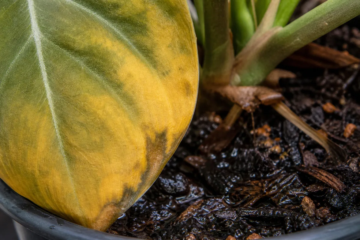 Close-up of Overwatering on Philodendron Gloriosum - diagnostic detail