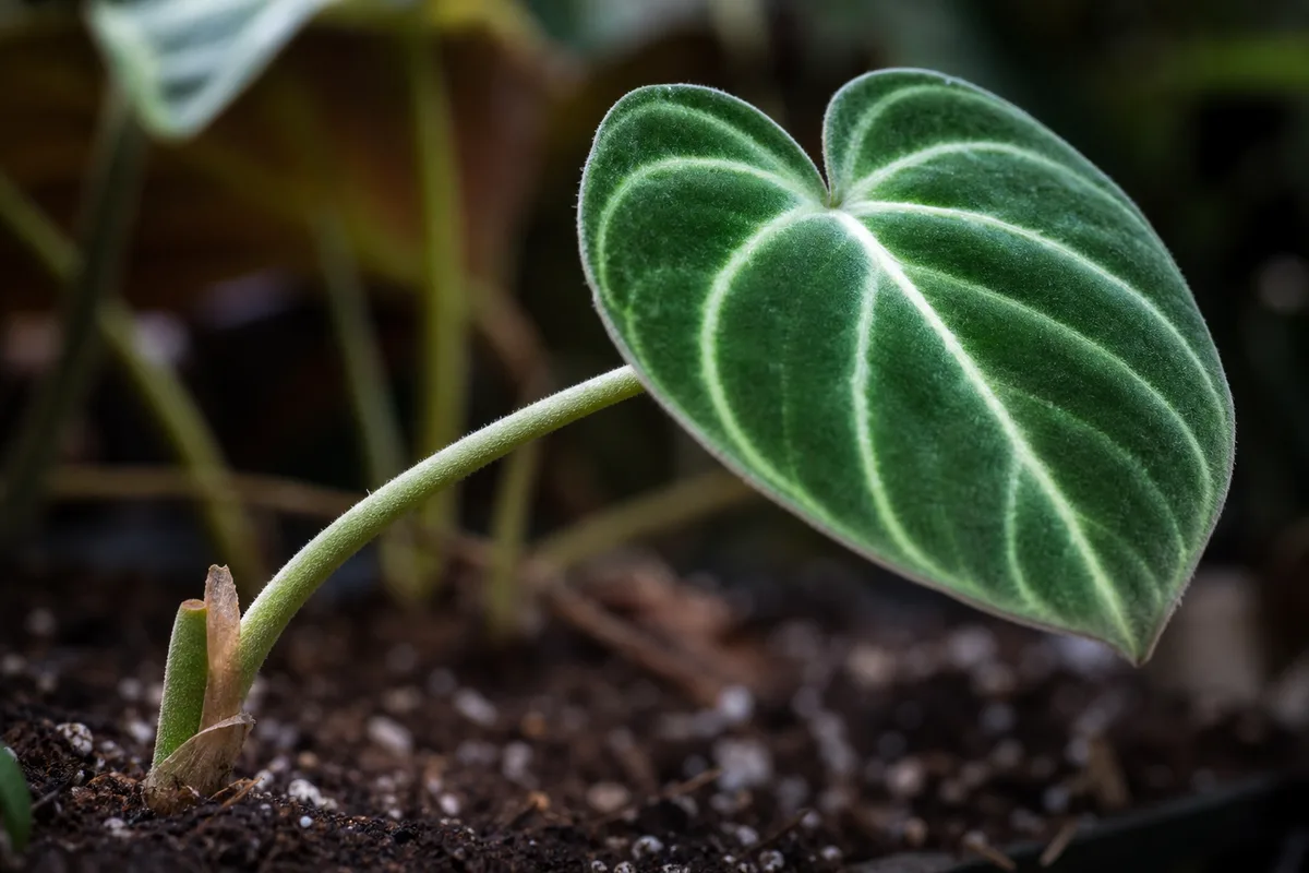 Close-up of Plant Leaning on Philodendron Gloriosum - diagnostic detail