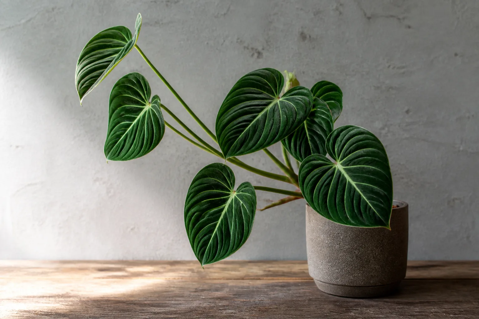 Plant Leaning on Philodendron Gloriosum - visible symptom on the plant