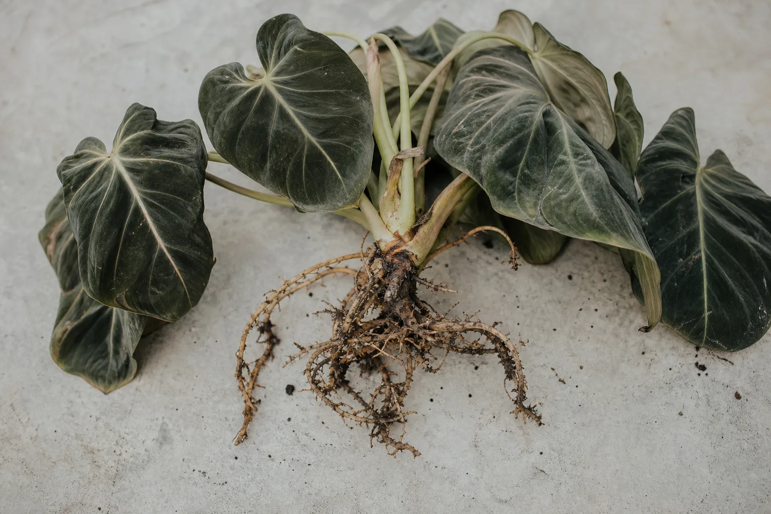 Root Rot on Philodendron Gloriosum - visible symptom on the plant
