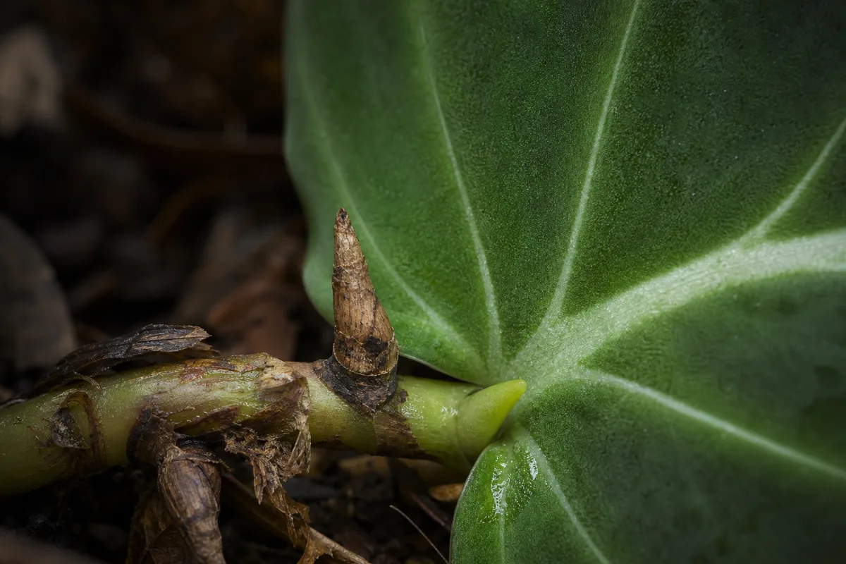 Close-up of Slow Growth on Philodendron Gloriosum - diagnostic detail