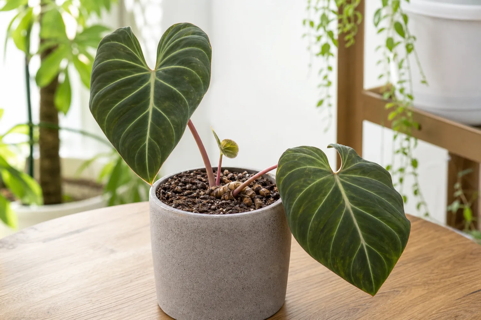 Slow Growth on Philodendron Gloriosum - visible symptom on the plant
