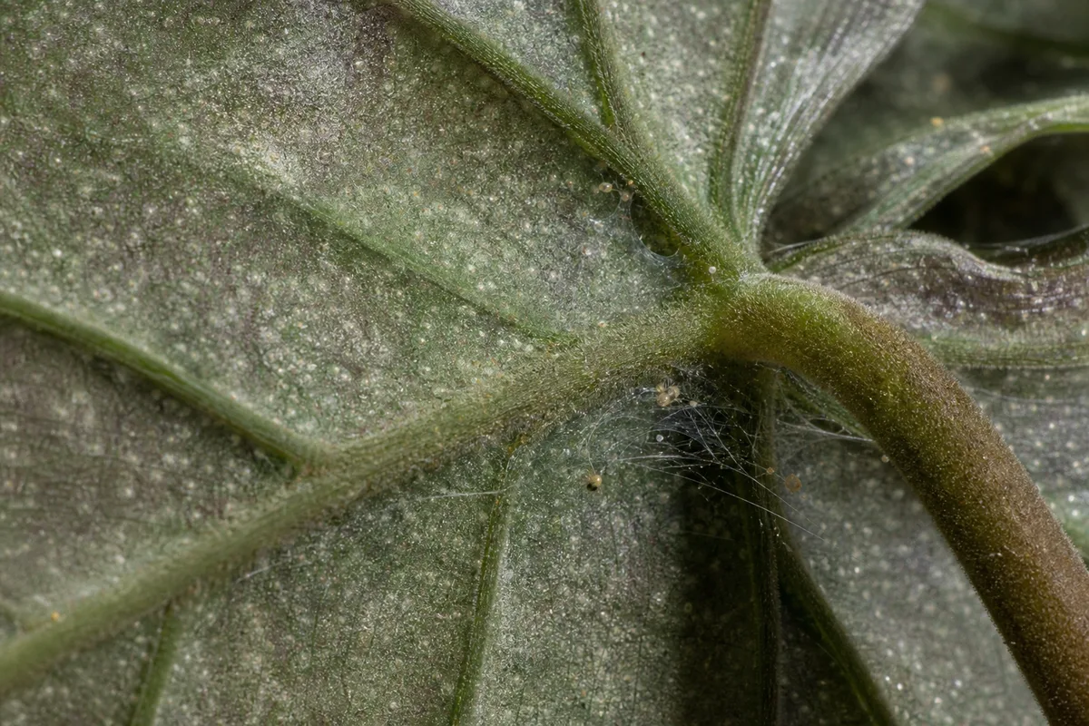 Close-up of Spider Mites on Philodendron Gloriosum - diagnostic detail