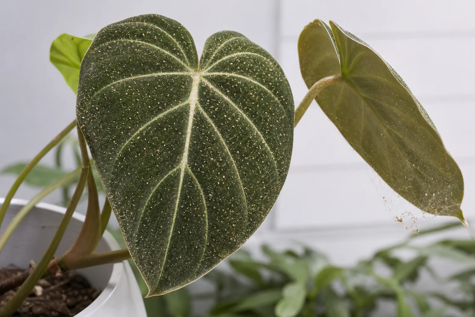 Philodendron gloriosum leaves with visible spider-mite stippling and webbing