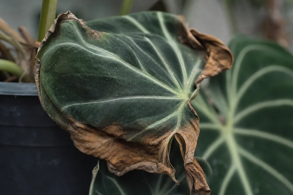 Close-up of Underwatering on Philodendron Gloriosum - diagnostic detail