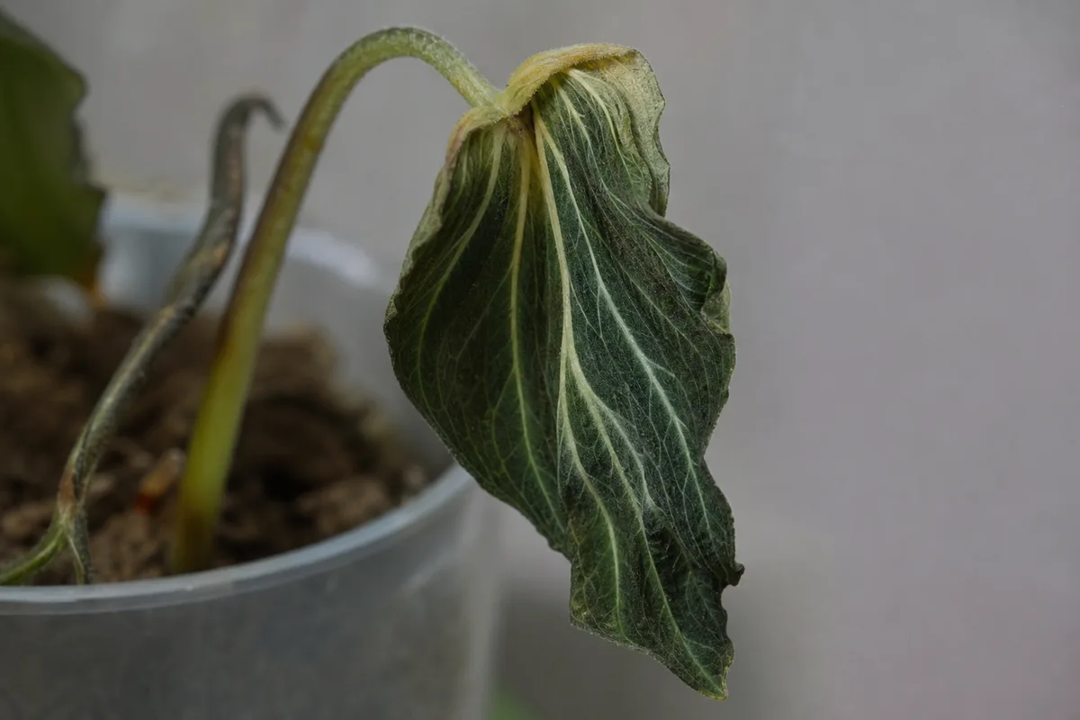 Close-up of Wilting on Philodendron Gloriosum - diagnostic detail