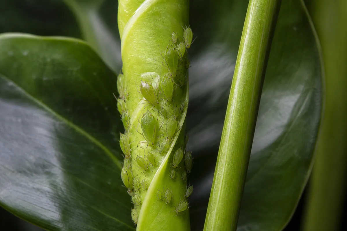 Close-up of Aphids on Philodendron Imperial Green - diagnostic detail