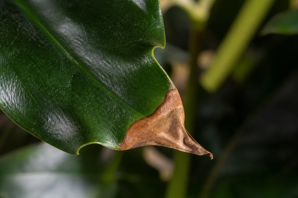 Close-up of Brown Tips on Philodendron Imperial Green - diagnostic detail