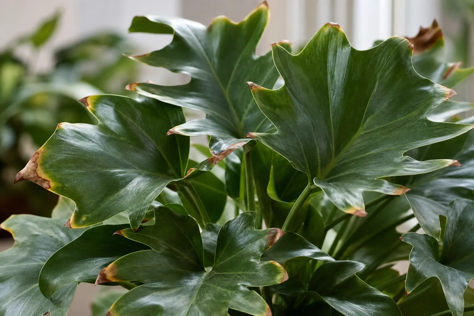 Philodendron Imperial Green leaf tips browned from dry air or salt stress