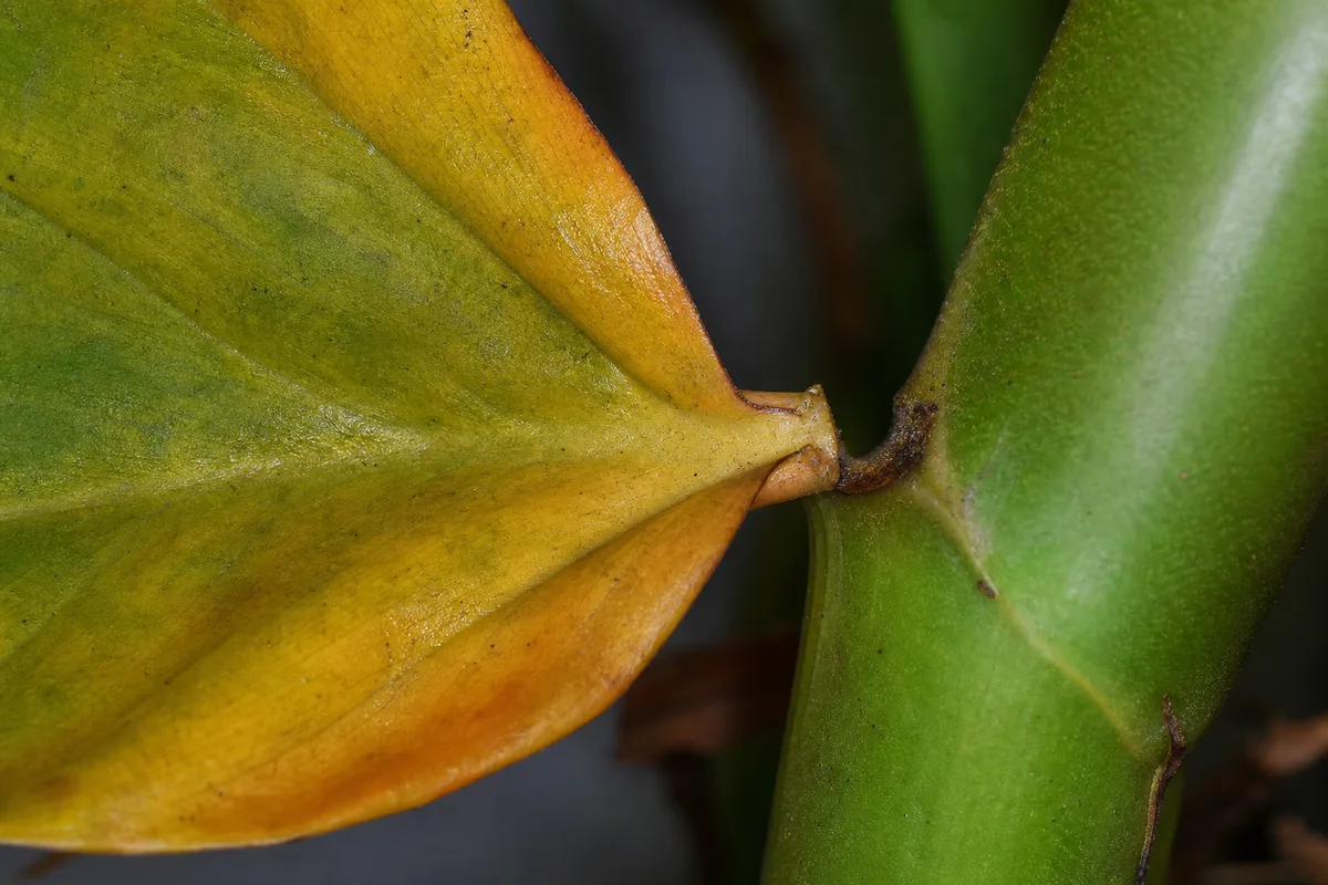 Close-up of Leaf Drop on Philodendron Imperial Green - diagnostic detail