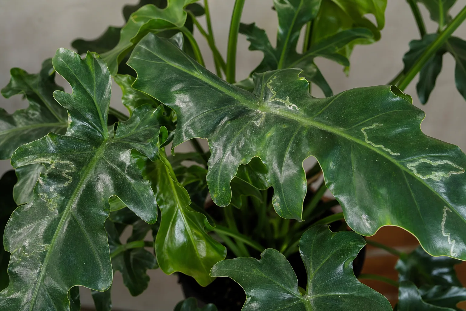 Leaf Miners on Philodendron Imperial Green - visible symptom on the plant