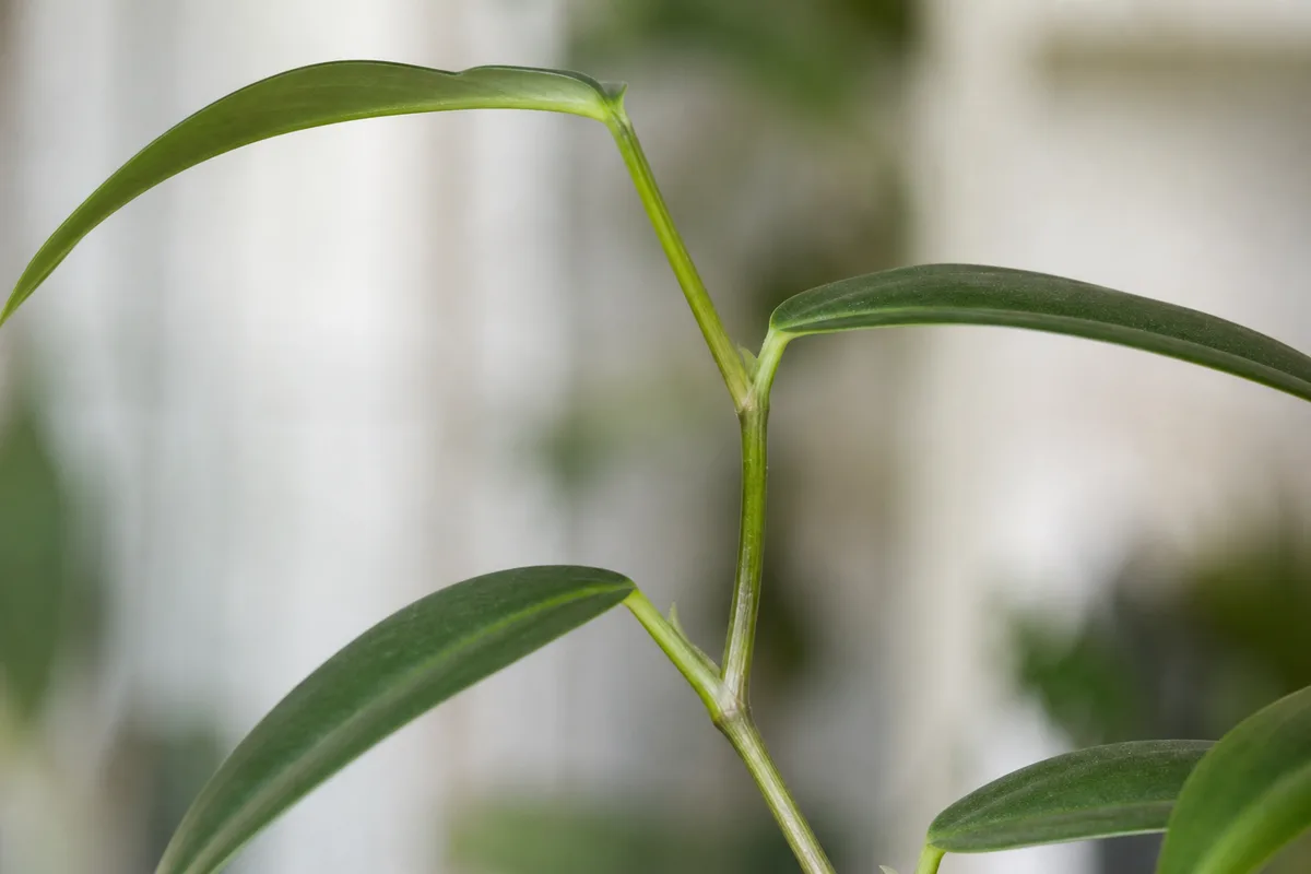 Close-up of Leggy Growth on Philodendron Imperial Green - diagnostic detail