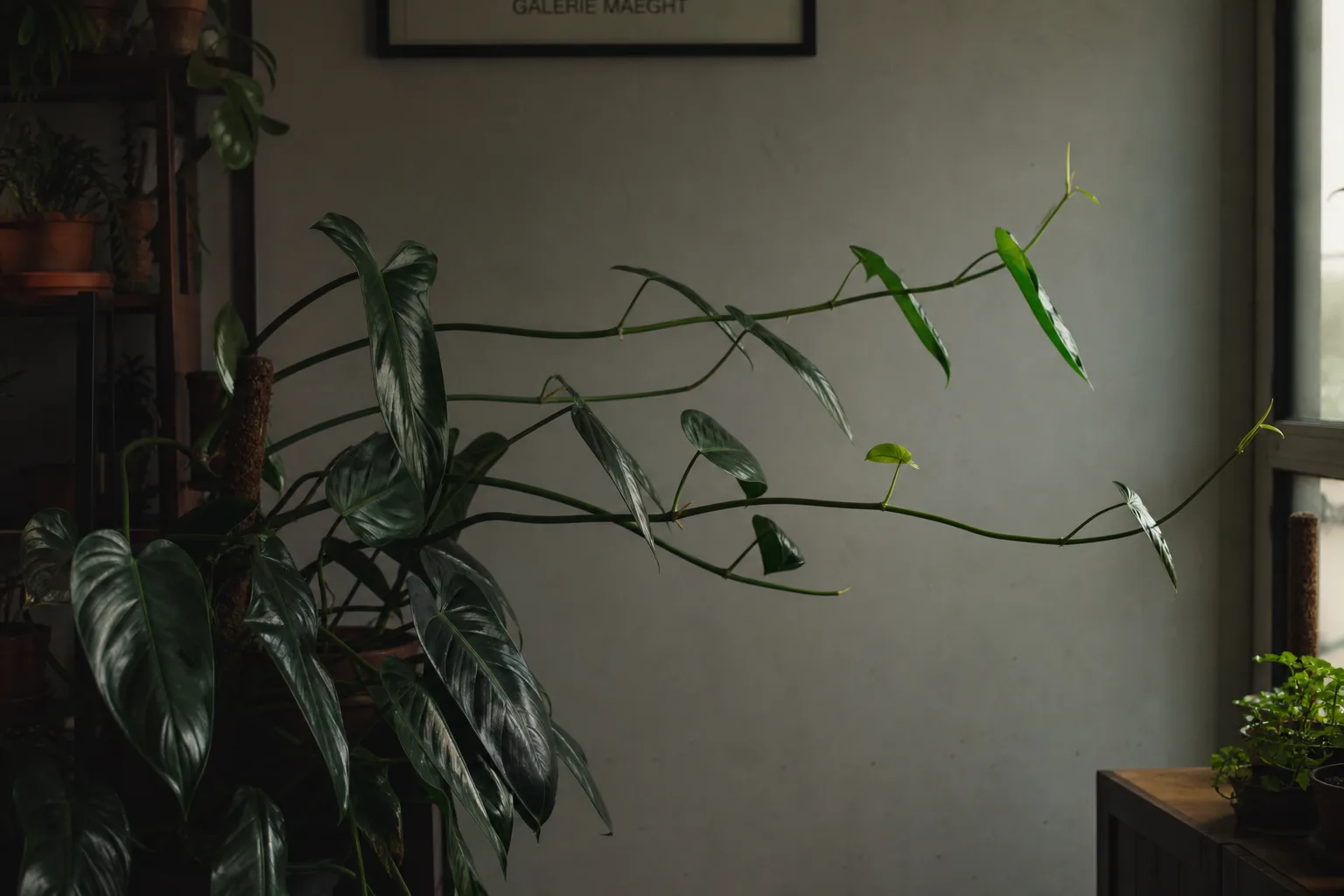 Philodendron Imperial Green with elongated petioles from insufficient light