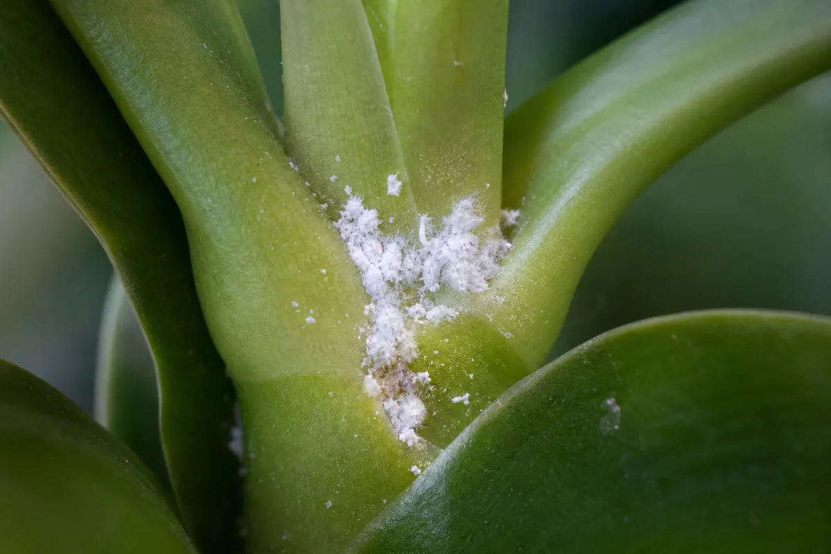 Close-up of Mealybugs on Philodendron Imperial Green - diagnostic detail