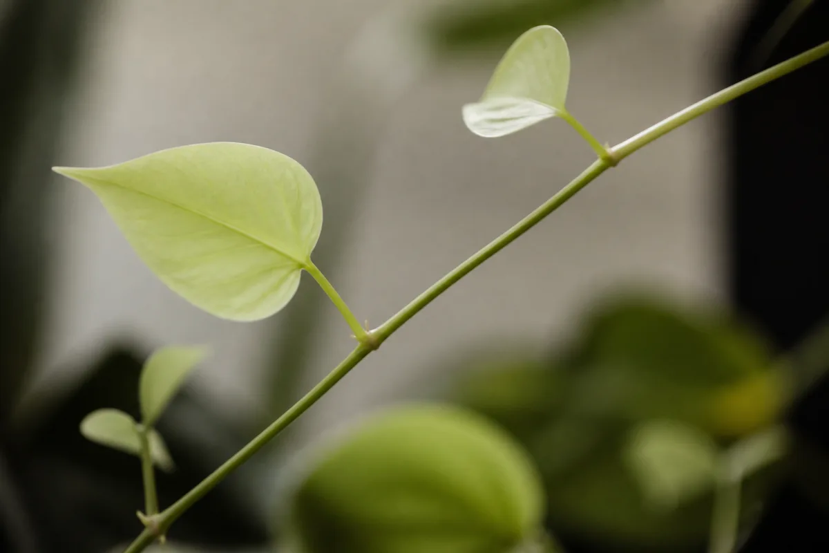 Close-up of Not Enough Light on Philodendron Imperial Green - diagnostic detail