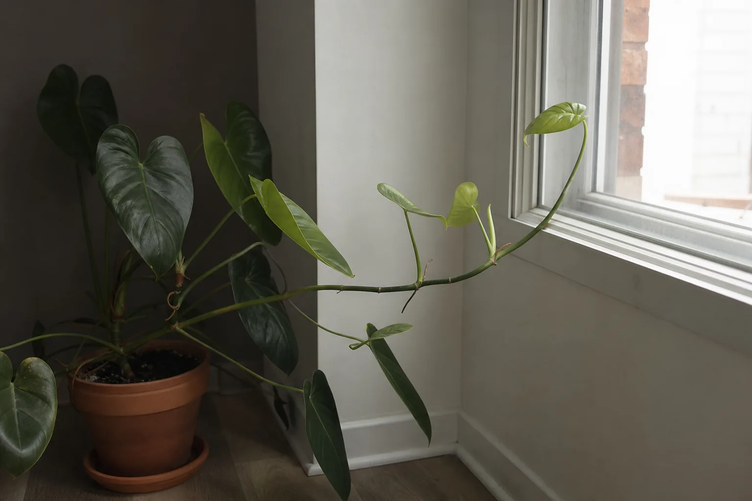 Not Enough Light on Philodendron Imperial Green - visible symptom on the plant