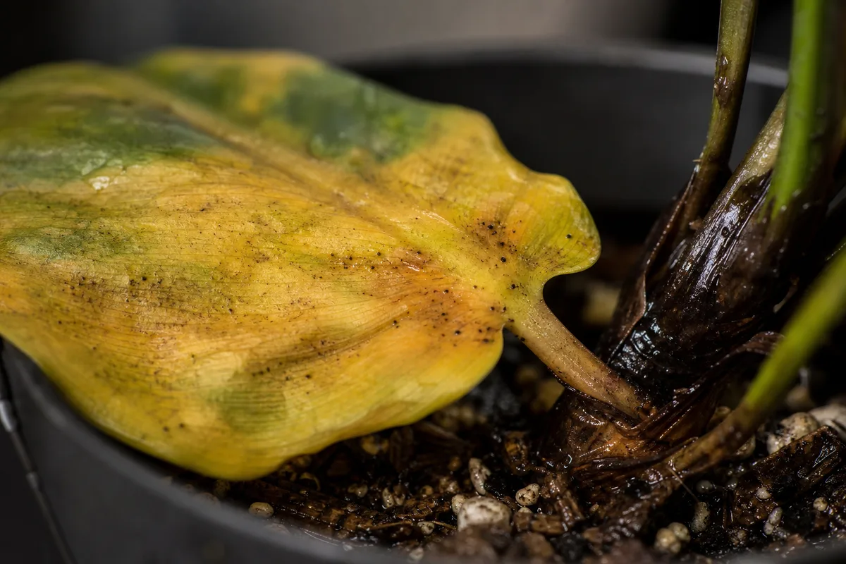 Close-up of Overwatering on Philodendron Imperial Green - diagnostic detail
