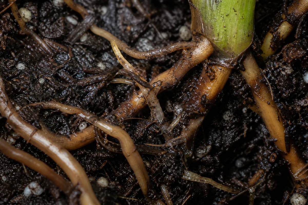 Close-up of Root Rot on Philodendron Imperial Green - diagnostic detail