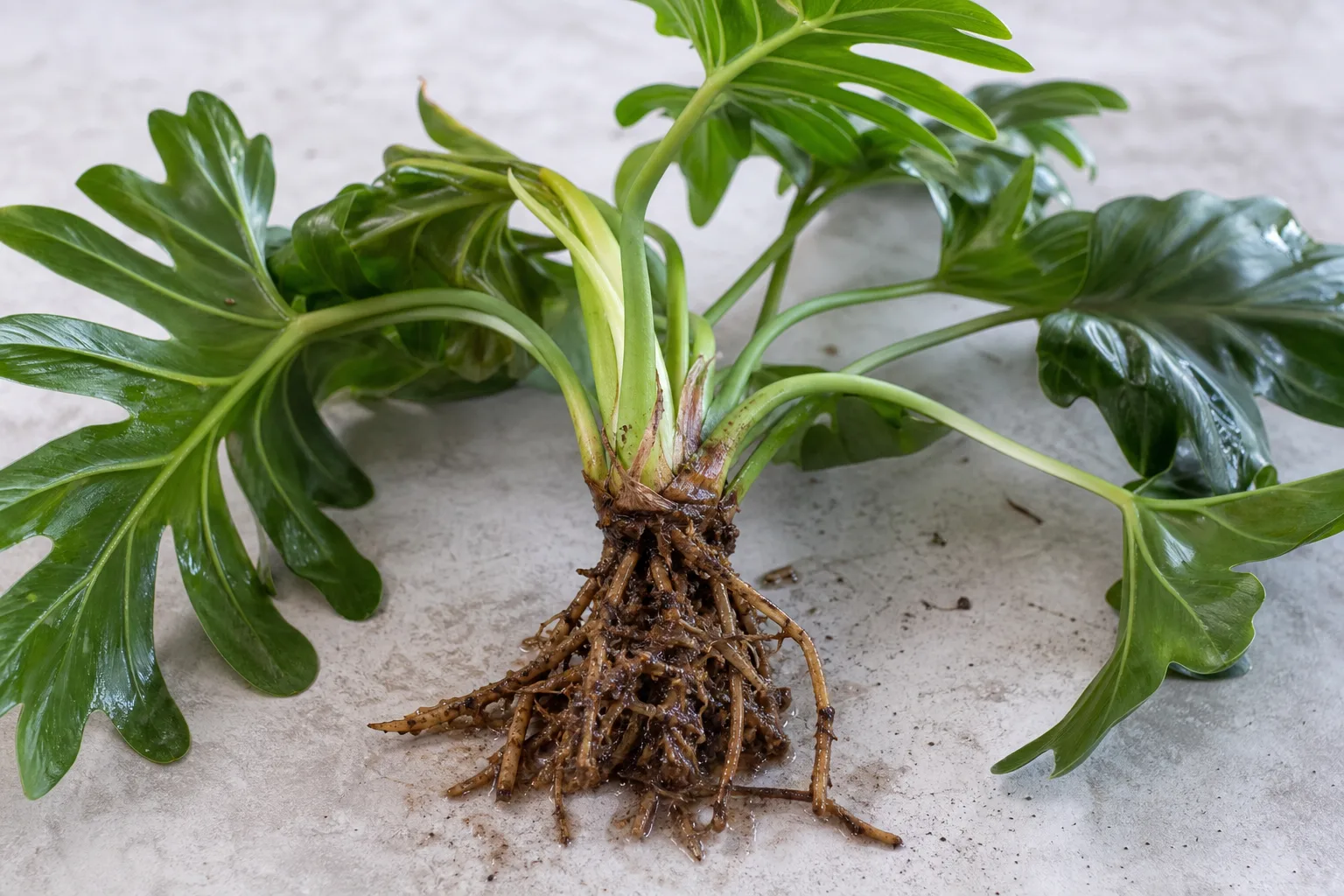 Root Rot on Philodendron Imperial Green - visible symptom on the plant