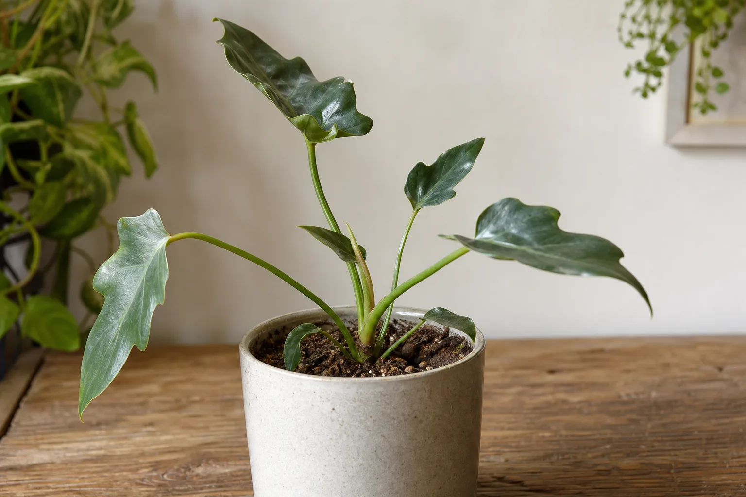 Slow Growth on Philodendron Imperial Green - visible symptom on the plant