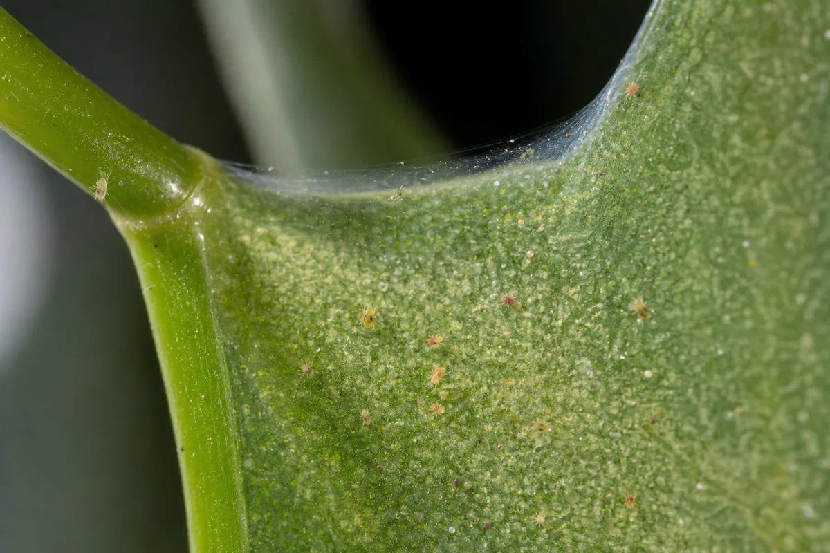Close-up of Spider Mites on Philodendron Imperial Green - diagnostic detail