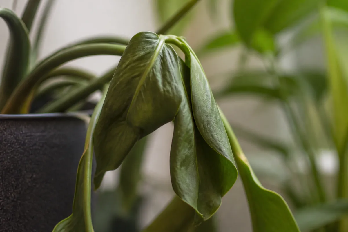 Close-up of Wilting on Philodendron Imperial Green - diagnostic detail
