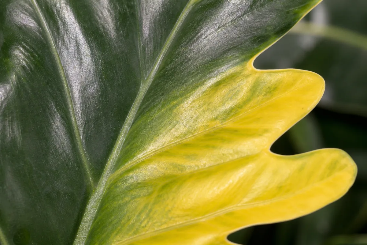 Close-up of Yellow Leaves on Philodendron Imperial Green - diagnostic detail