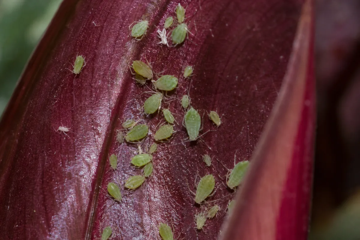 Close-up of Aphids on Philodendron Imperial Red - diagnostic detail