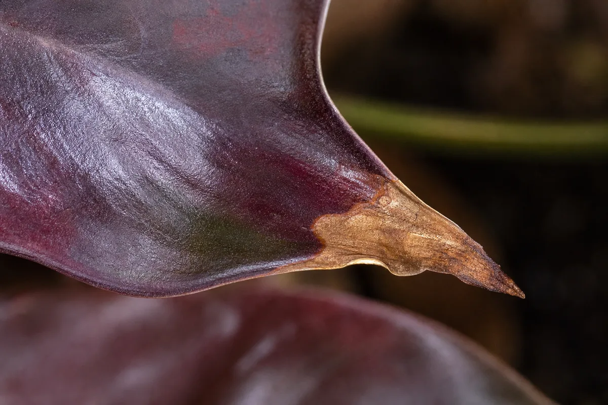 Close-up of Brown Tips on Philodendron Imperial Red - diagnostic detail