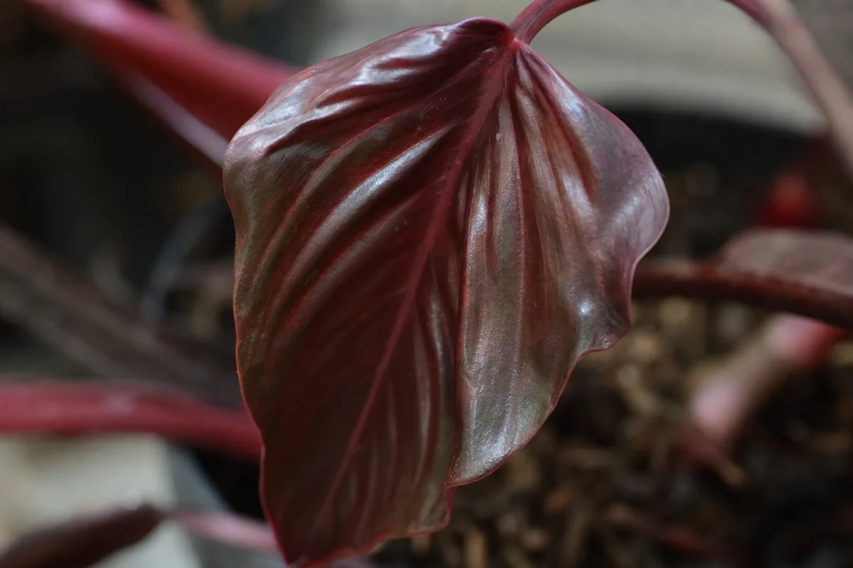 Close-up of Drooping Leaves on Philodendron Imperial Red - diagnostic detail