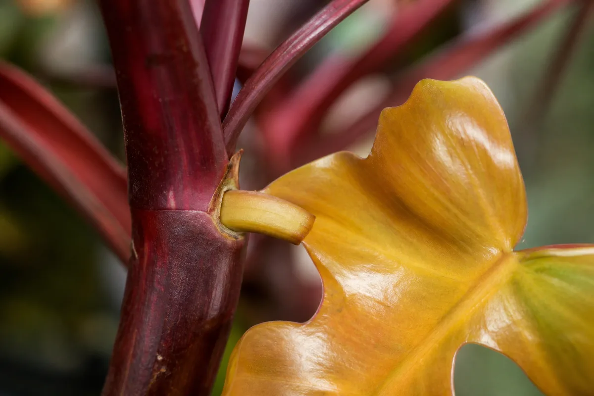 Close-up of Leaf Drop on Philodendron Imperial Red - diagnostic detail