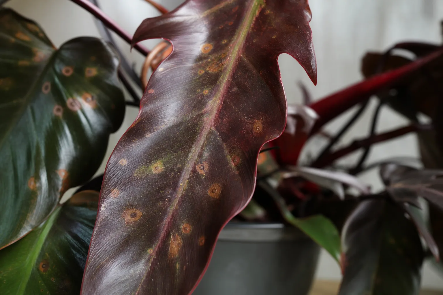 Leaf Spot Disease on Philodendron Imperial Red - visible symptom on the plant