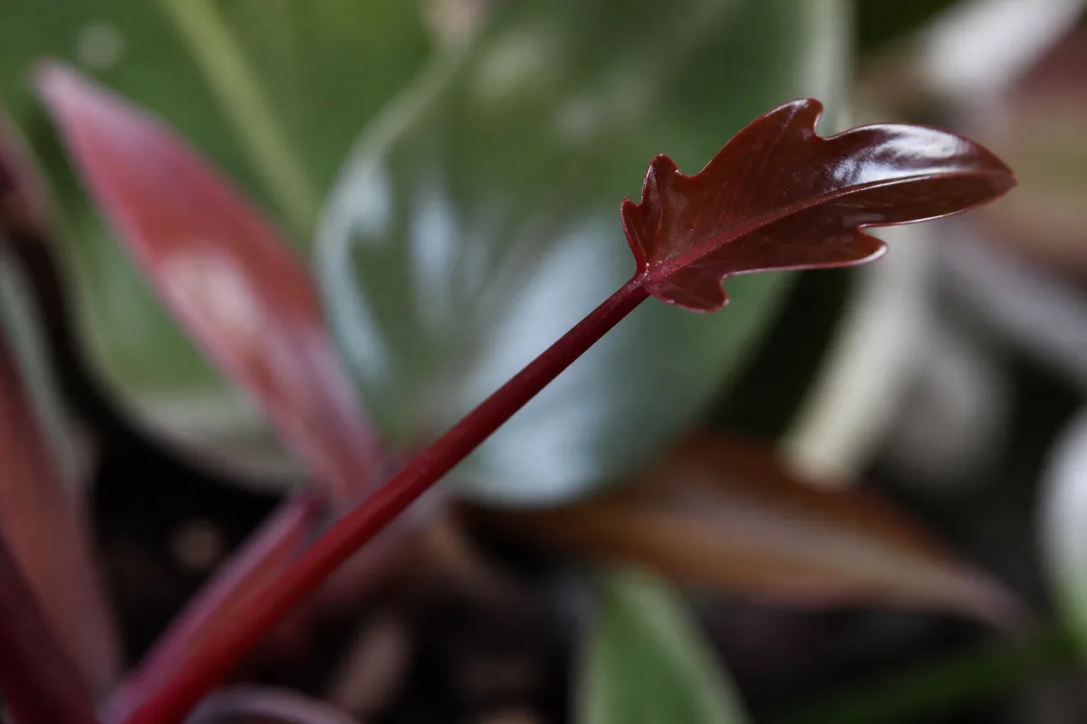 Close-up of Leggy Growth on Philodendron Imperial Red - diagnostic detail