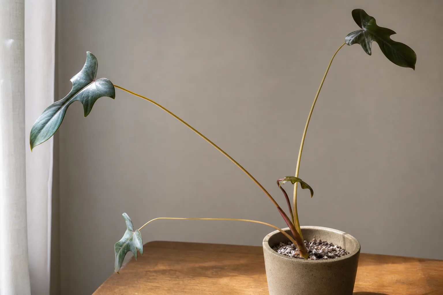 Leggy Growth on Philodendron Imperial Red - visible symptom on the plant
