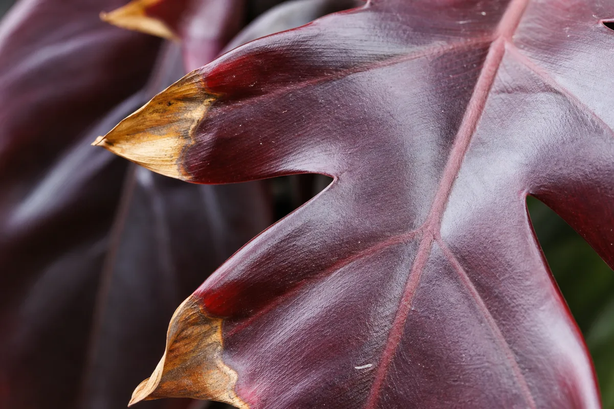 Close-up of Low Humidity on Philodendron Imperial Red - diagnostic detail