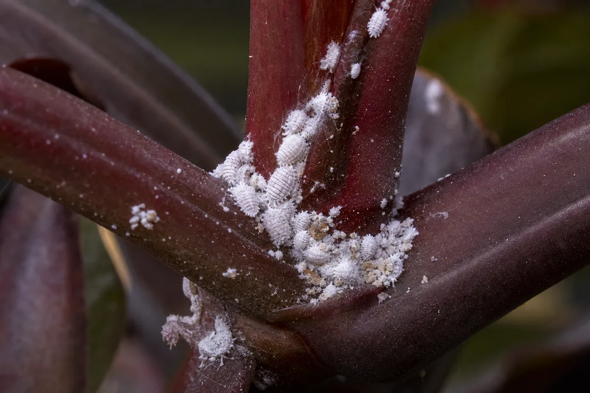 Close-up of Mealybugs on Philodendron Imperial Red - diagnostic detail