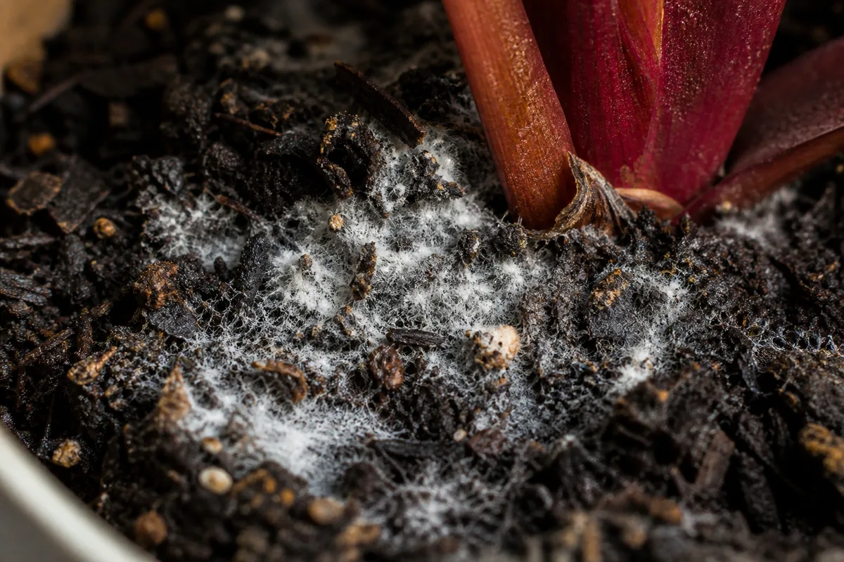 Close-up of Mold on Soil on Philodendron Imperial Red - diagnostic detail